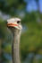 #17217 Picture of the Head of One Ostrich Bird (Struthio camelus) by JVPD