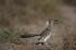 #17219 Picture of One Roadrunner (Geococcyx) by JVPD