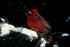 #17224 Picture of a Red Cardinal Bird Perched on an Evergreen Branch With Snow by JVPD