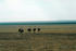 #17226 Picture of a Group of Flightless Female Ostrich Birds (Struthio camelus) on a Plain in Kenya by JVPD