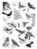 #17227 Illustrated Clip-art of 19 Different Birds Including Thrushes, Cardinals, Swallows, Warblers, Tanagers, and Woodpeckers by JVPD