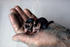 #17233 Picture of Two Grey Nude Mice in a Gloved Hand by JVPD