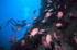 #17291 Picture Of A Diver Near A Reef With A Group Of Pink Squirrelfish (Holocentridae) by JVPD