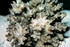#17570 Picture of a Bird’s Nest Coral (Pocillopora damicornis) by JVPD