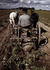 #17861 Photo of a Farmer Riding a Horse Drawn Plough to Turn up Pinto Beans by JVPD