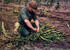 #17864 Photo of a Male Farmer Tying Harvested Corn Into Bundles by JVPD