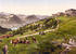 #18349 Photo of Grazing Cows Near Hotels and Railway, Rigi Scheidegg, Rigi, Switzerland by JVPD