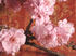 #186 Photo of Pink Cherry Blossoms by Jamie Voetsch