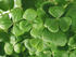 #189 Photo of a Shamrock Plant by Jamie Voetsch