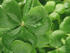 #190 Photograph of Clovers on a Shamrock Plant by Jamie Voetsch