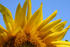 #192 Photo of a Sunflower by Jamie Voetsch