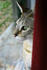 #19357 Photo of an 8 Month Male F4 Savannah Kitten With Green Eyes Looking Out a Window by Jamie Voetsch