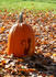 #19362 Photo of a Halloween Jack O Lantern Pumpkin With a Cat Carving, Resting on Autumn Leaves by Jamie Voetsch