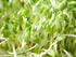 #195 Photo of Alfalfa Sprouts by Jamie Voetsch
