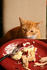 #1954 Cat Sneaking Human Food by Jamie Voetsch