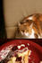 #1956 Cat Sitting at a Dinner Table by Jamie Voetsch