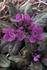 #19823 Photo of Chukchi Primrose Flowers (Primula Tschuktschorum) by JVPD