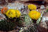 #19825 Photo of Yellow Prickly Pear Cactus Flowers by JVPD