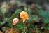 #19844 Photo of Cloudberries (Rubus chamaemorus) by JVPD