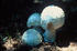 #19848 Photo of Three Chlorine Aminita Mushrooms by JVPD