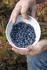 #19852 Photo of a Man’s Hands Holding a Bowl of Blueberries by JVPD