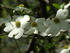 #19857 Photo of Pretty White Florida Dogwood Flowers (Cornus florida) on the Tree by JVPD