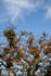 #19868 Stock Photography: Bundles of Mistletoe on Oak Tree Branches in Autumn by Jamie Voetsch