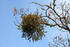 #19870 Stock Photography: Mistletoe on an Oak Tree Branch by Jamie Voetsch
