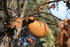 #19872 Stock Photography: Wasp Oak Gall Attached to an Oak Tree by Jamie Voetsch