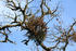 #19873 Stock Photography: Autumn Leaves and Mistletoe on an Oak Tree by Jamie Voetsch