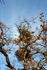 #19876 Stock Photography: Mistletoe on Oak Tree Branches by Jamie Voetsch