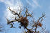 #19877 Stock Photography: Mistletoe and Dangling Autumn Leaves on an Oak Tree by Jamie Voetsch