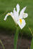 #2 Flower Photography of a White Iris by Kenny Adams