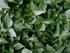 #202 Image of a Background of Green Ivy by Jamie Voetsch