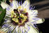 #204 Photo of a Passion Flower by Jamie Voetsch
