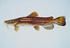#20998 Clipart Image Illustration of a Flathead Catfish (Pylodictis olivaris) by JVPD