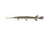 #21004 Clipart Image Illustration of a Longnosed/Longnose Gar Fish (lepisosteus osseus) by JVPD