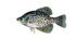 #21005 Clipart Image Illustration of a Black Crappie Fish (Pomoxis nigromaculatus) by JVPD