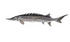#21008 Clipart Image Illustration of an Atlantic Sturgeon Fish (Acipenser oxyrhynchus) by JVPD
