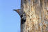 #21520 Stock Photography of a Northern Flicker Bird (Colaptes auratus) Peeking Out of a Hole in a Tree by JVPD