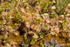 #21534 Botanical Stock Photography of Common Round-leaved Sundew Plants (Drosera rotundifolia L.), Alaska by JVPD