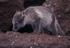 #21538 Wild Animal Stock Photography of a Juvenile Arctic Fox at St George Island by JVPD