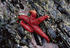 #21548 Stock Photography of a Red Blood Starfish (Henricia sanguinolenta) on a Rock at Low Tide by JVPD