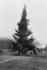 #2282 The National Christmas Tree, 1923 by JVPD