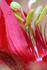 #240 Photograph of a Red Passion Flower by Jamie Voetsch