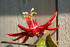 #243 Photograph of a Red Passion Flower by Jamie Voetsch