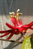 #244 Image of a Red Passion Flower by Jamie Voetsch