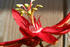 #245 Image of a Red Passion Flower by Jamie Voetsch