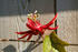 #246 Photo of a Red Passion Flower by Jamie Voetsch