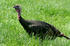#252 Picture of a Wild Turkey by Kenny Adams